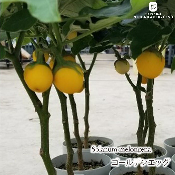 予約販売 ソラナム ゴールデンエッグ 4号鉢 ハロウィン 鉢植え 鉢花 tuja 9月下旬...