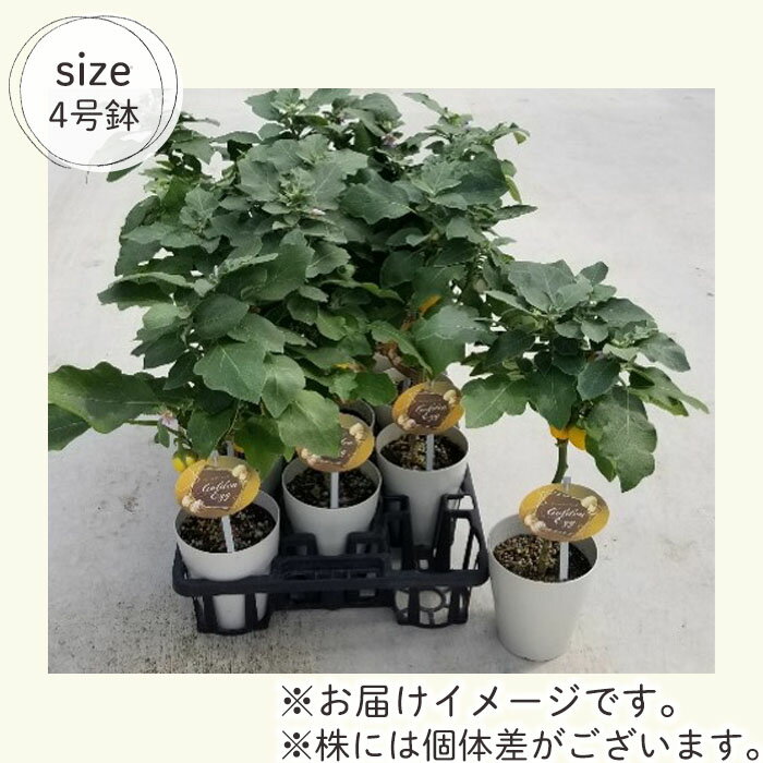 予約販売 ソラナム ゴールデンエッグ 4号鉢 ハロウィン 鉢植え 鉢花 tuja 9月下旬...