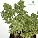 多肉植物 caドロサンテマム ダイヤモンドダスト ドロサンセマム 多肉植物 メセン 7.5cmポット