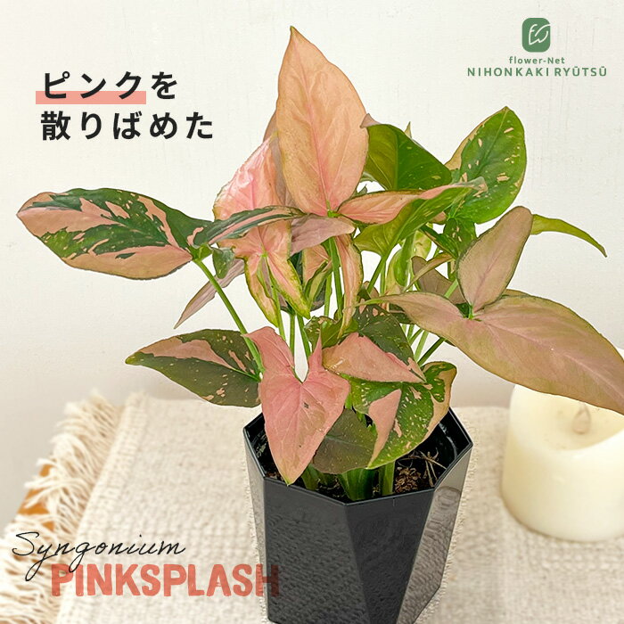 観葉植物 シンゴニウム ピンクスプラッシュ 3.5号鉢 観葉植物 小型 小さい 室内 贈り物 プレゼント インテリア おしゃれのサムネイル