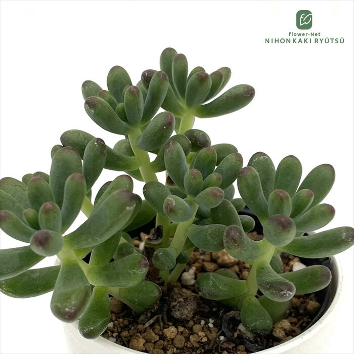 多肉植物 hmセダム ルビーティント多肉植物 セダム 6cmポットのサムネイル