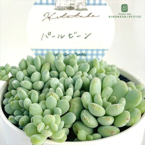 多肉植物 Hitotabaエケベリア パールビーン 多肉植物 ヒトタバさん苗 エケベリア 6cmポット