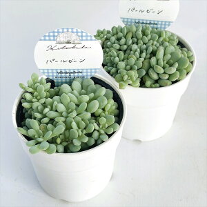 多肉植物 Hitotabaエケベリア パールビーン 多肉植物 ヒトタバさん苗 エケベリア 6cmポット