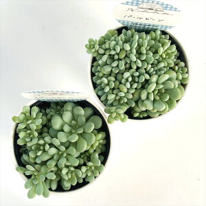 多肉植物 Hitotabaエケベリア パールビーン 多肉植物 ヒトタバさん苗 エケベリア 6cmポット