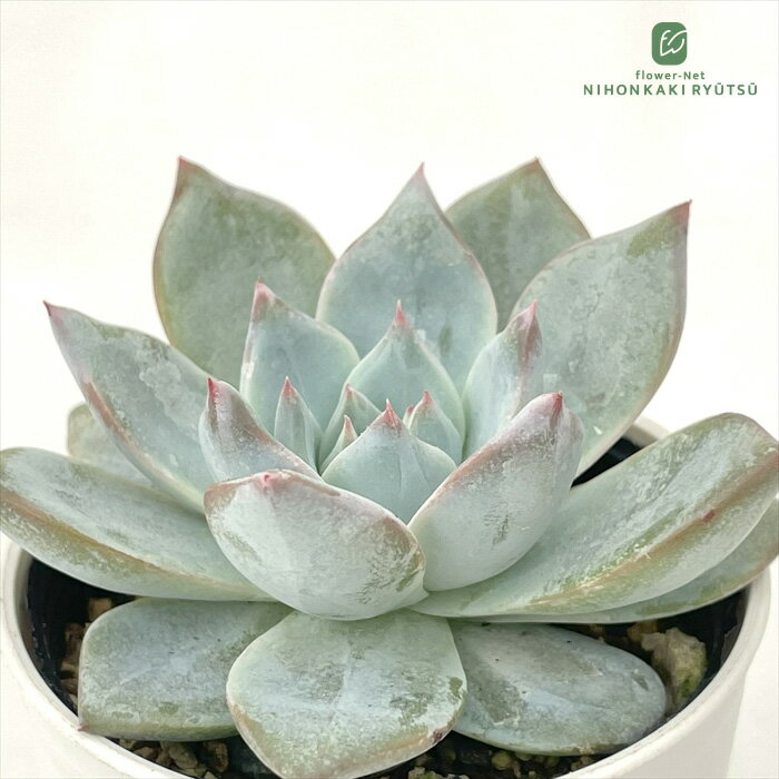 多肉植物 hmエケベリア 千葉コロラータ 多肉植物 エケベリア 6cmポットのサムネイル