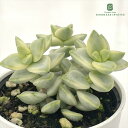 多肉植物 hmクラッスラ ルペストリス錦 多肉植物 クラッスラ 6cmポット