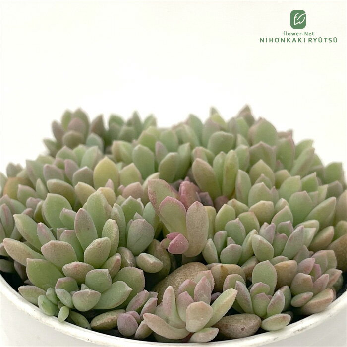 多肉植物 hmセダム ばらまきリンダリンダ 多肉植物 セダム 6cmポットのサムネイル