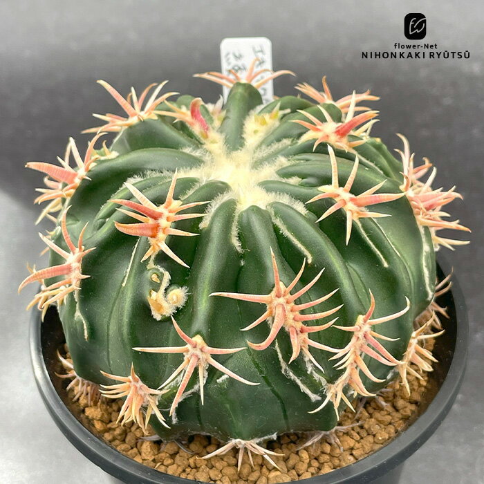 nomサボテン エキノカクタス 綾波モンスト 実生 ノムラカクタスさん苗 0922-101 現品販売 10.5cmポット..