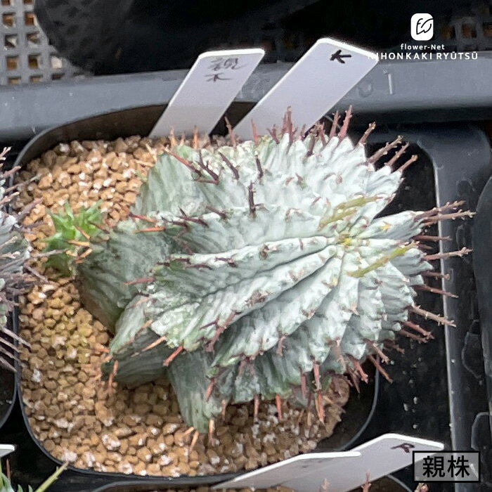 多肉植物 nomユーフォルビア ホリダ K ノムラカクタスさん苗 7.5cm〜9cmポット 胴太ゼブラ×宇田ゼブラ ..