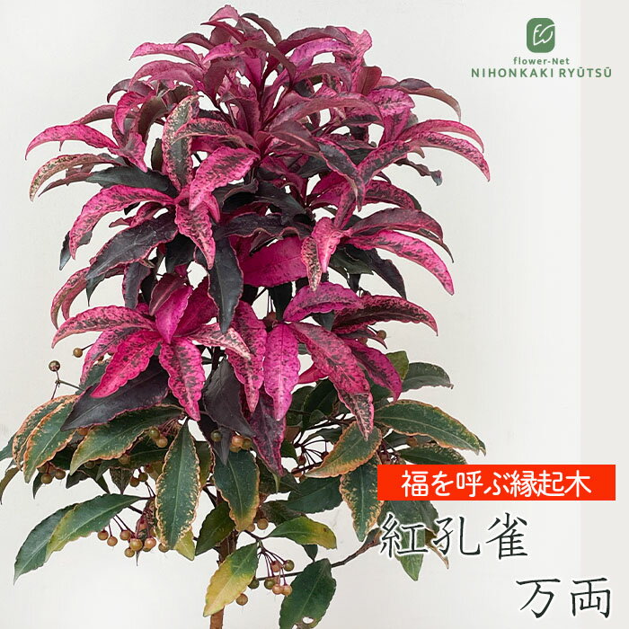 紅孔雀 万両 10.5cmポット 送料無料 マンリョウ お祝い お歳暮 お正月 縁起物 ギフトプレゼント 鉢植え 鉢花