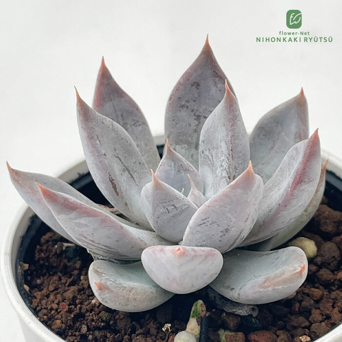 多肉植物 hmエケベリア 真珠姫 多肉植物 エケベリア 6cmポットのサムネイル