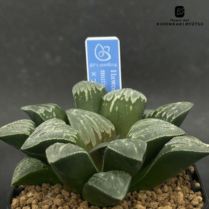 多肉植物 bphハオルチア mutica Drew White×プラチナ 0929-057 多肉植物 BANRI PLANTS バンリプランツ..