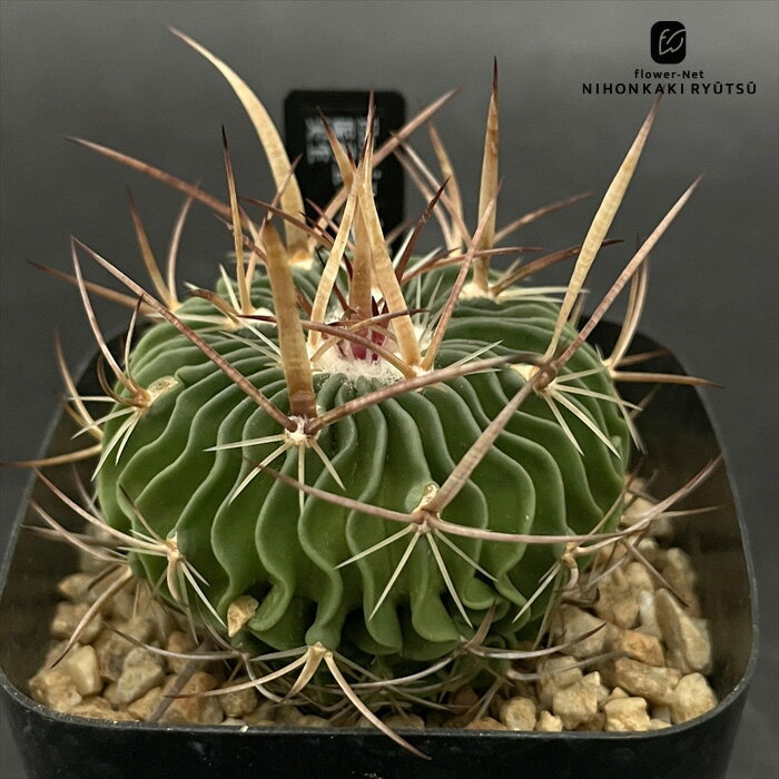 楽天市場】エキノフォスロカクタスの通販