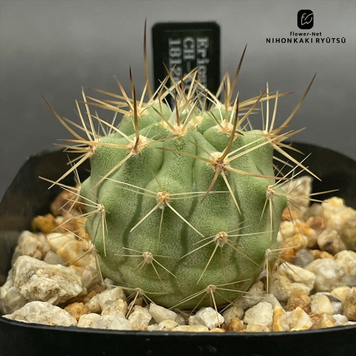 楽天市場】エリオシケの通販