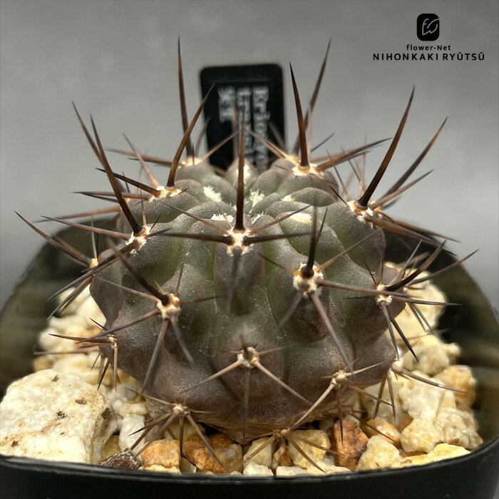 激レア)エリオシケ　パウシコスタータス CH2904 3苗セット エリオシケ パウシコスタータ（黒冠王） | BizarrePlants Ueshin