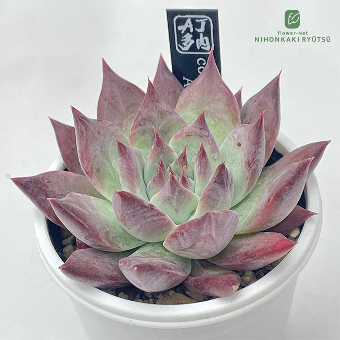 多肉植物 ajtエケベリア コロラータアテマハック 多肉植物 AJ多肉さん苗 エケベリア 6cmポットのサムネイル
