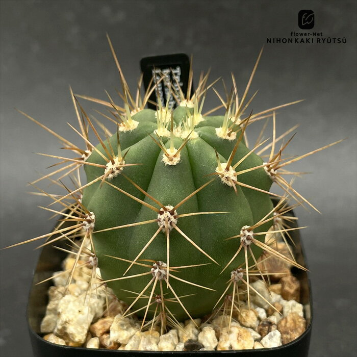 crnサボテン トリコケレウス エルシェキイ 実生 コロンカクタスさん苗 レウコステレ CORONCACTUS 仙人..