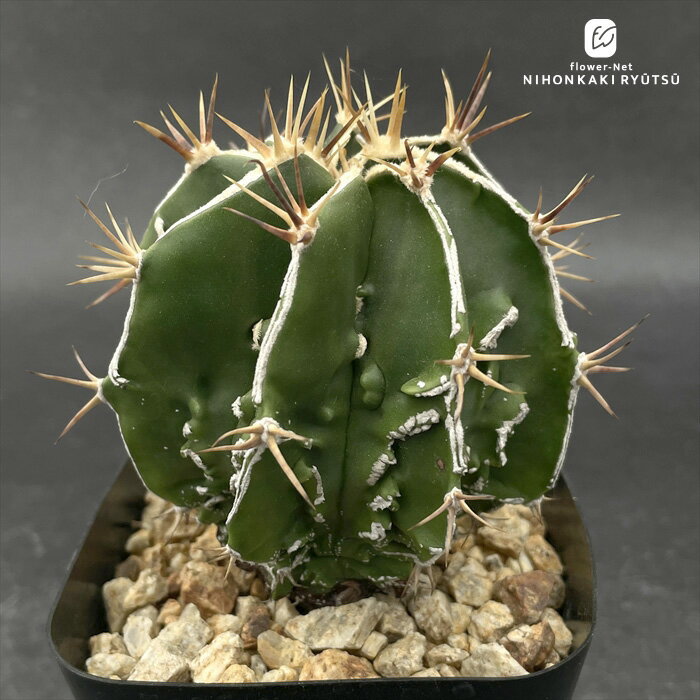 crnサボテン アストロフィツム 複隆般若 実生 コロンカクタスさん苗 1002-205 現品販売 フクリュウハン..