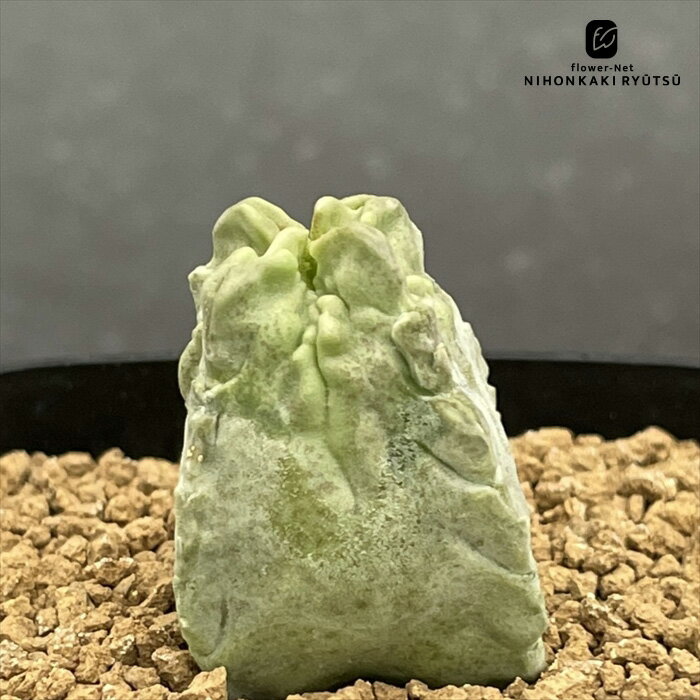 多肉植物 caホワイトスロアネア クラサ 実生 多肉植物 送料無料 コーデックス 7.5cmポット