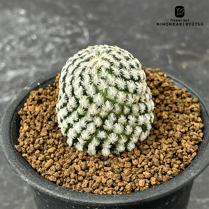 caサボテン マミラリア サンチェスメホラダエ 実生 サボテン 7.5cmポット