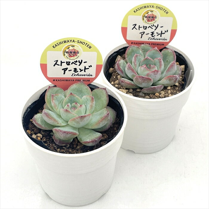 多肉植物 kswエケベリア ストロベリーアーモンド 柏屋商店さん苗 エケベリア 6cmポット