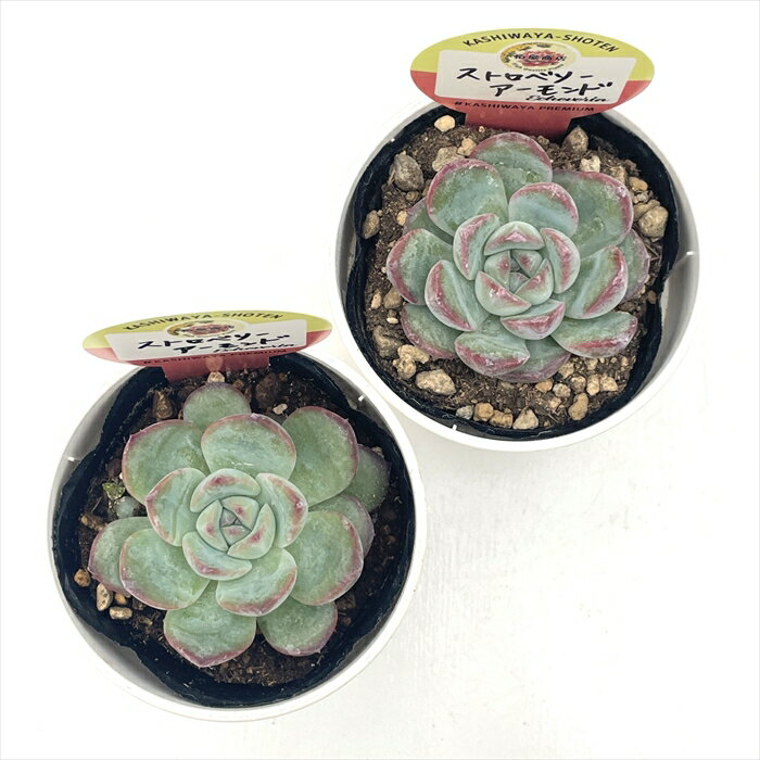 多肉植物 kswエケベリア ストロベリーアーモンド 柏屋商店さん苗 エケベリア 6cmポット