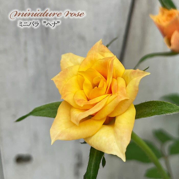 予約販売 ミニバラ ヘナ 3号ポット 四季咲き 芳香 香り バラ 薔薇 バラ苗 苗 イエロー mnu 3月上旬以降..
