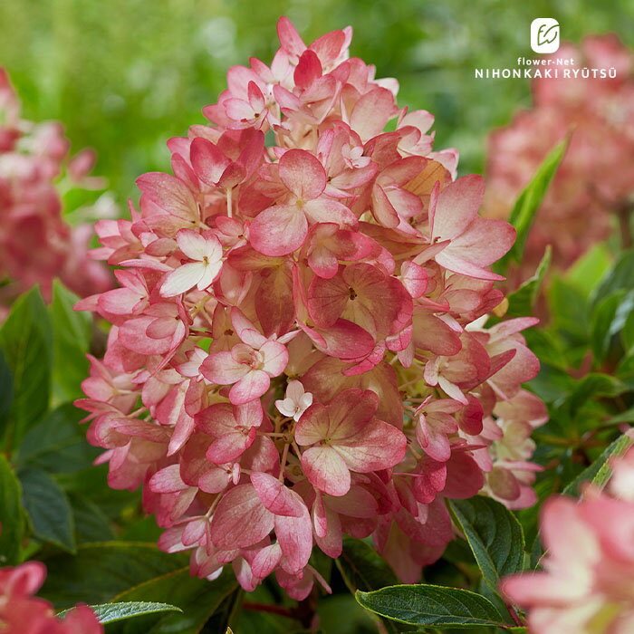 予約販売 アジサイ ノリウツギ 苗 グランドブレイカーブラッシュ 12cmポット 品種登録出願中 パニキュ..