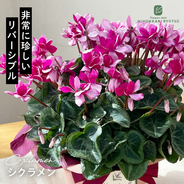送料について→ シクラメン リバーシブル 無名特選株■　商品説明フラワーネット日本花キ流通のおすすめ冬ギフト はら園芸さんのシクラメン。 非常に珍しいリバーシブルの、美しい名もなきシクラメンです。 冬の窓辺を彩る、一鉢の魔法。 寒い時期を上...