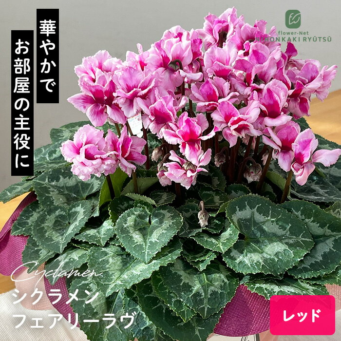 送料について→ シクラメン フェアリーラヴ レッド■　商品説明フラワーネット日本花キ流通のおすすめ冬ギフト はら園芸さんのシクラメン「フェアリーラヴ」。 エネルギッシュな濃いピンクレッド。 フリルのような花びらが甘さをプラスしています。 冬...