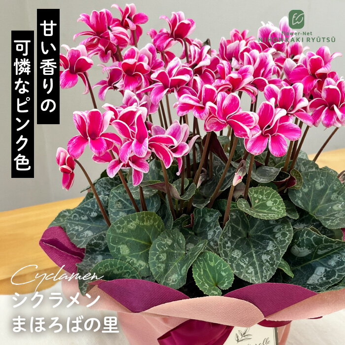 シクラメン まほろばの里 5号鉢 送料無料 はら園芸 お歳暮 冬ギフト プレゼント 鉢植え 鉢花 hrc