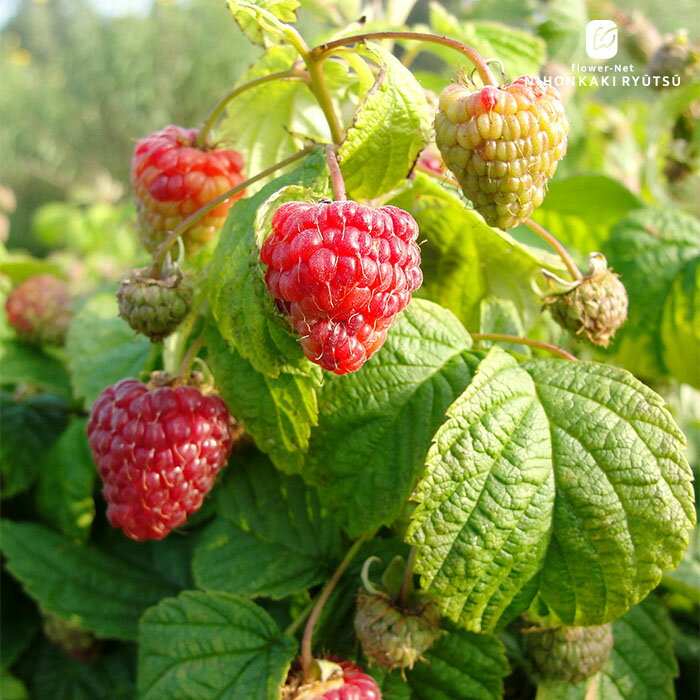 予約販売 ラズベリー 苗 ヤミー 12cmポット 送料無料 品種登録申請中 トゲなし 木苺 キイチゴ 木いちご..
