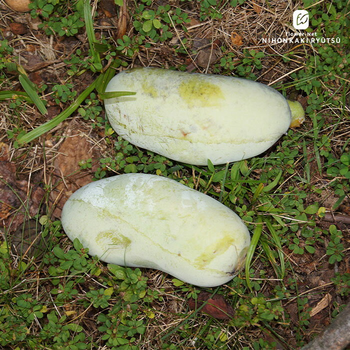 予約販売 ジャンボポポー 苗 オーバーリース 15cmポット 送料無料 珍しい 接木苗 苗木 果樹苗 pwf 3月中旬以降発送