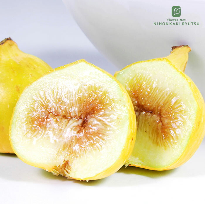 予約販売 アメリカイチジク 苗 ディアーナ 12cmポット 送料無料 イチジク 無花果 一熟 苗木 果樹苗 pwf 3月中旬以降発送