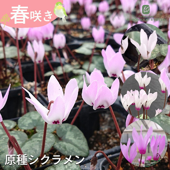 楽天市場】横山園芸 原種シクラメン（ガーデニング・農業｜花