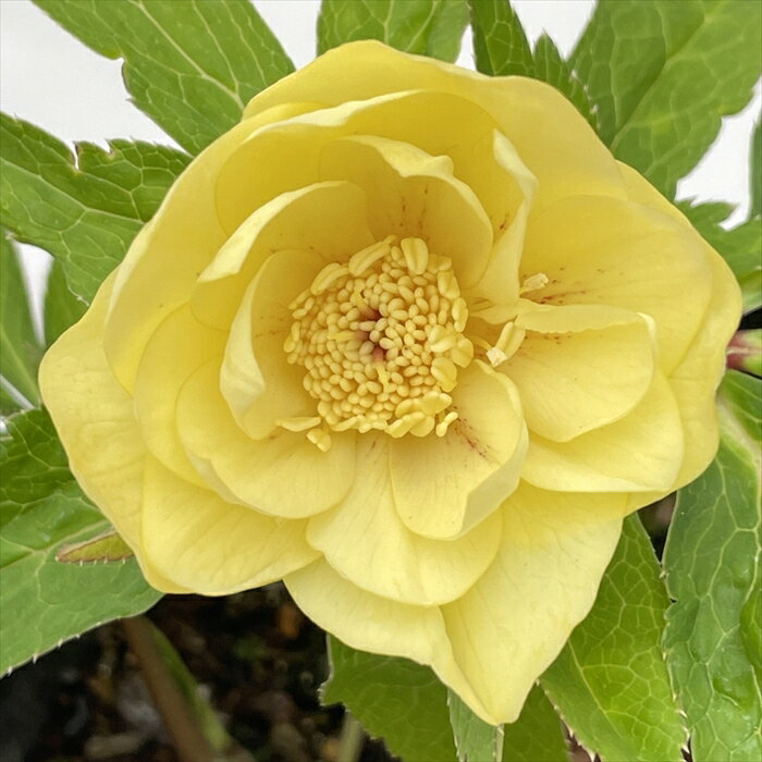 この後20時〜♪＊広瀬園芸さんのソレイユが販売されます♡ | ꧁癒しの庭꧂