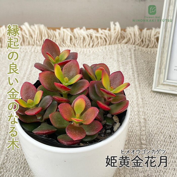 楽天市場】金のなる木（イベント・祝日母の日）（花・ガーデン・DIY