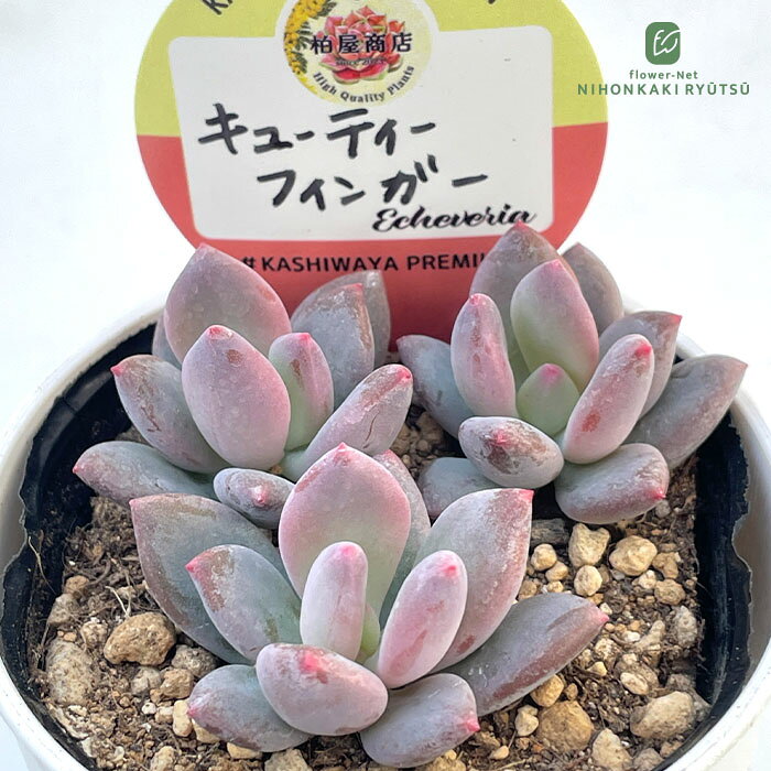 多肉植物kswパキフィツムキューテ...