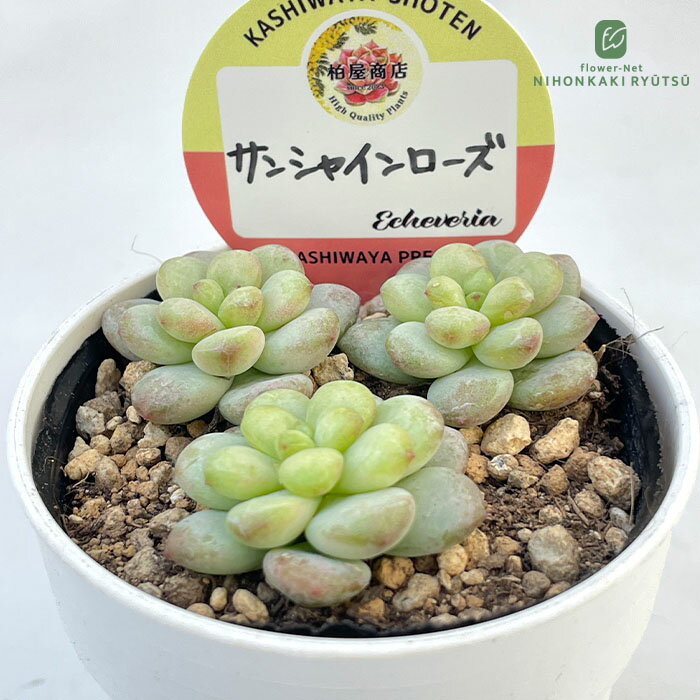 Rakuten - 多肉植物 kswエケベリア サンシャインローズ 柏屋商店さん苗 エケベリア 6cmポット