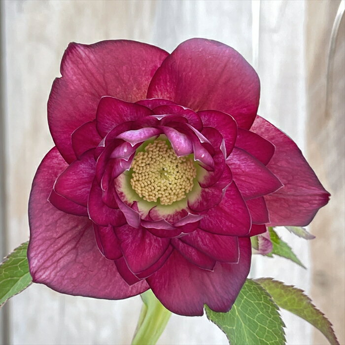 楽天市場】広瀬園芸 クリスマスローズの通販