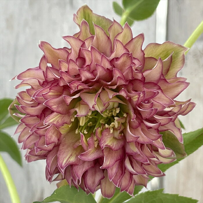 クリスマスローズ 超多弁 アンティークファイヤー 0206-005 現品販売 送料無料 13.5cmポット 開花株...