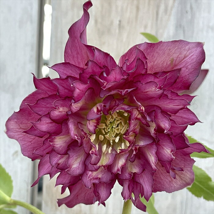 送料について→ クリスマスローズ 多弁 フリル 抜け絞り■　置き場所鉢植えで楽しんだ後、地植えして来年も楽しむことができます。 栽培の適地は、落葉樹の下など、夏は日差しが弱まり冬は日の当たる風通しのよい場所です。 西日が当たらないように注意...