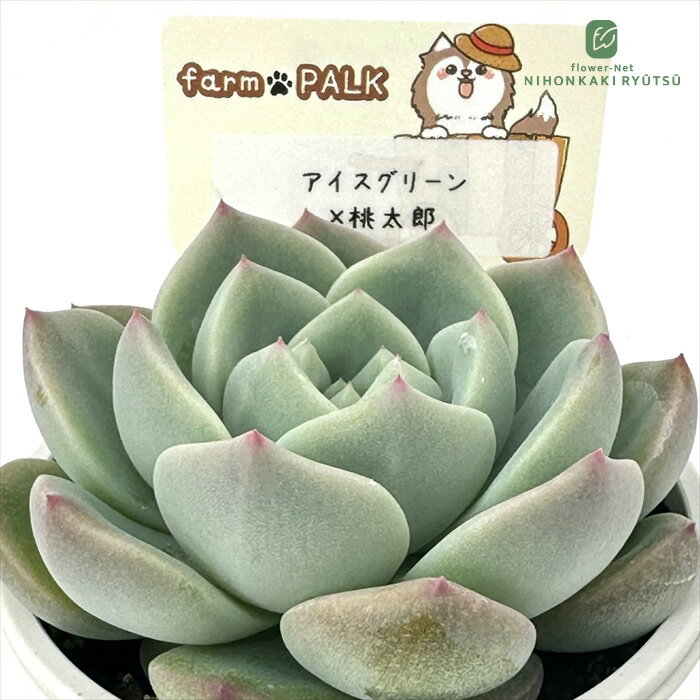 楽天市場】パク さん 苗 多肉の通販