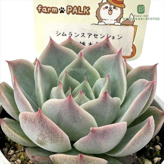 乐天商城 - 多肉植物 plkエケベリア シムランスアセンション×桃太郎 多肉植物 パルクさん苗 送料無料 エケベリア 6cmポット