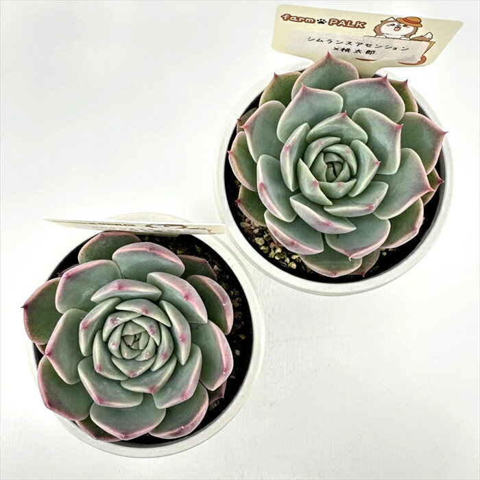 ¿����ʪ plk�����٥ꥢ �����󥹥����󥷥�������Ϻ ¿����ʪ �ѥ륯������ ����̵�� �����٥ꥢ 6cm�ݥå�