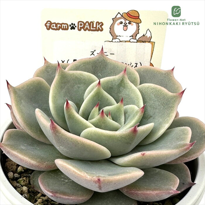 多肉植物 plkエケベリア ズーニー×（黒爪ザラ×チワワエンシス） 多肉植物 パルクさ...