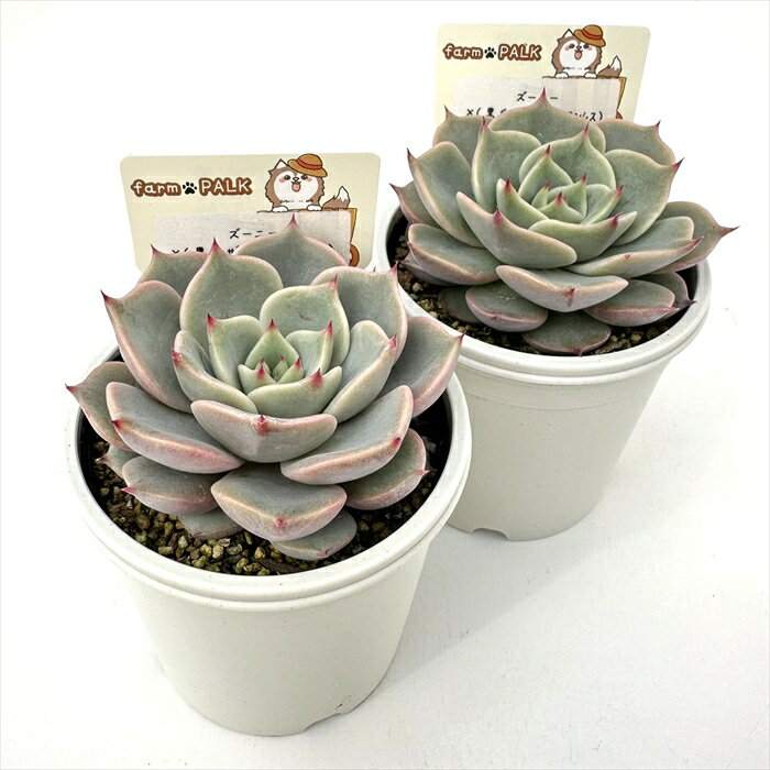 多肉植物 plkエケベリア ズーニー×（黒爪ザラ×チワワエンシス） 多肉植物 パルクさん苗 送料無料 エケベリア 6cmポット