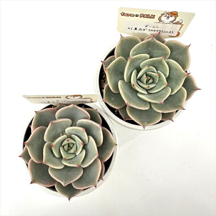 多肉植物 plkエケベリア ズーニー×（黒爪ザラ×チワワエンシス） 多肉植物 パルクさん苗 送料無料 エケベリア 6cmポット