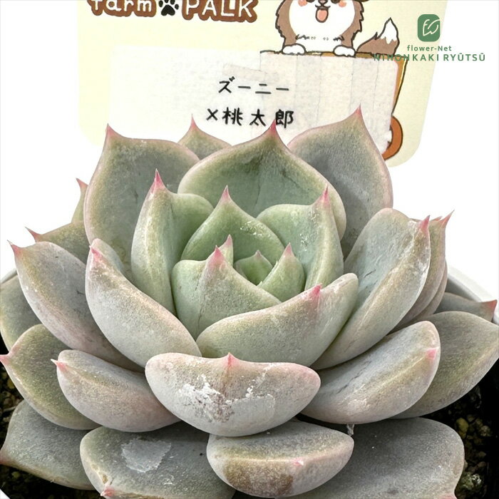 多肉植物 plkエケベリア ズーニー×桃太郎 多肉植物 パルクさん苗 送料無料 エケベ...