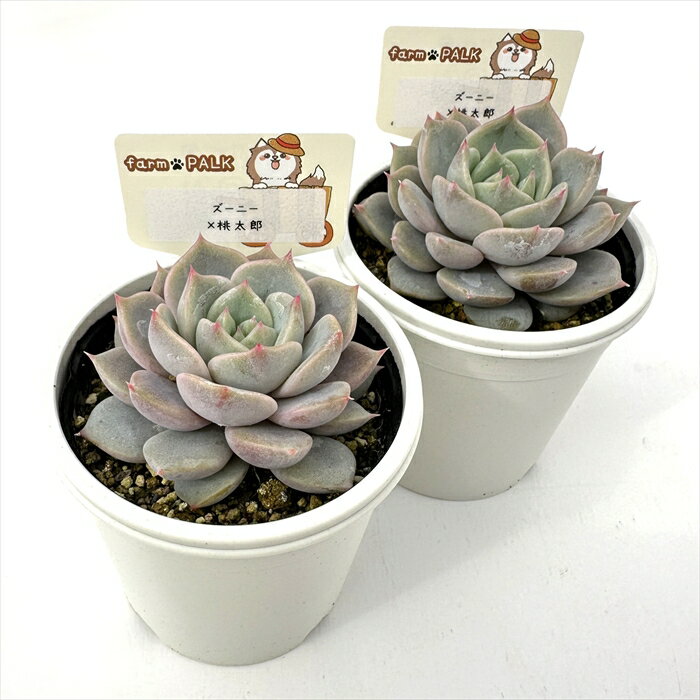 多肉植物 plkエケベリア ズーニー×桃太郎 多肉植物 パルクさん苗 送料無料 エケベリア 6cmポット
